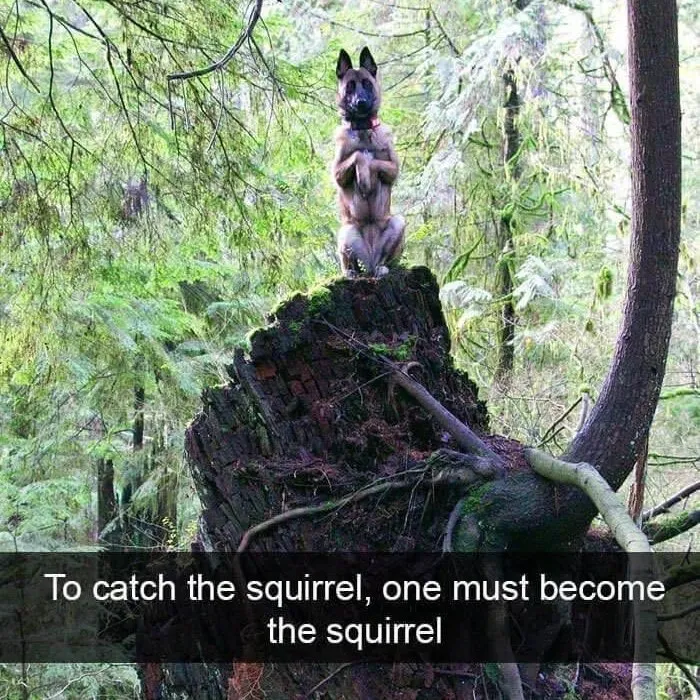 50 Funny Dog Memes For Anyone Who Has A Dog