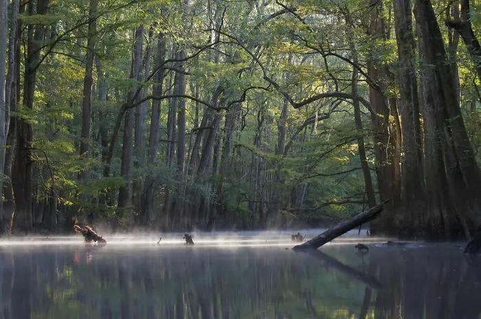 Congaree National Park, South Carolina
