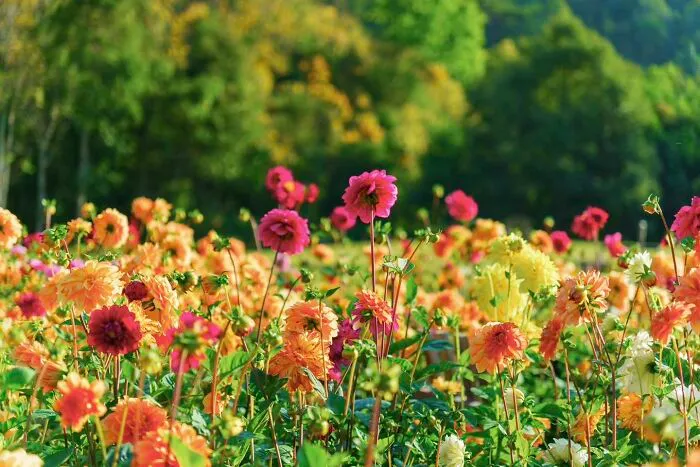 The Florest Flowers