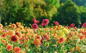 The Florest – Hoa Trong Rung: A Blooming Paradise In Da Lat That I Recommend Visiting (5 Pics)