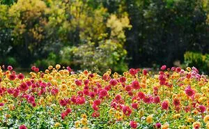 The Florest – Hoa Trong Rung: A Blooming Paradise In Da Lat That I Recommend Visiting (5 Pics)