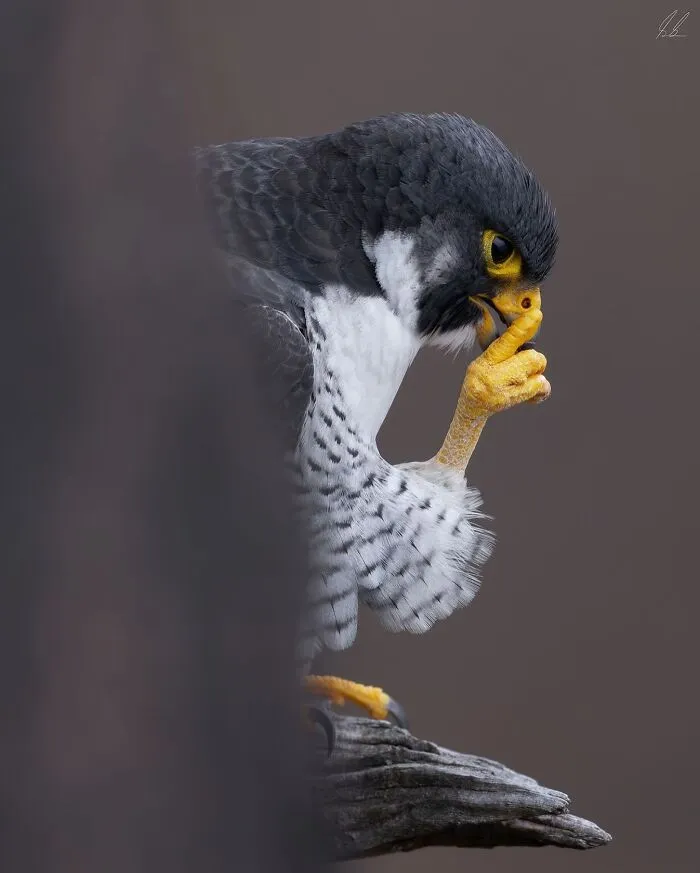 This Page Shares The Most Fascinating Photos, And Here Are The 42 Newest Ones