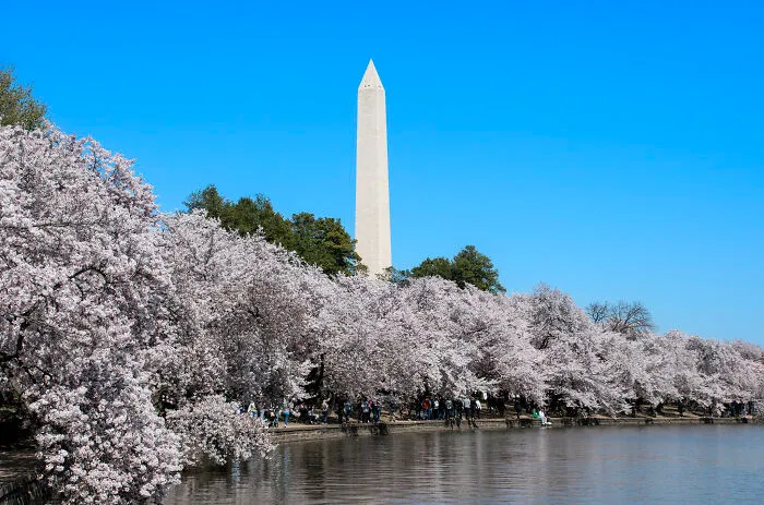 Cherry blossoms and Washington Monument under a clear blue sky, showcasing amazing views in the United States.