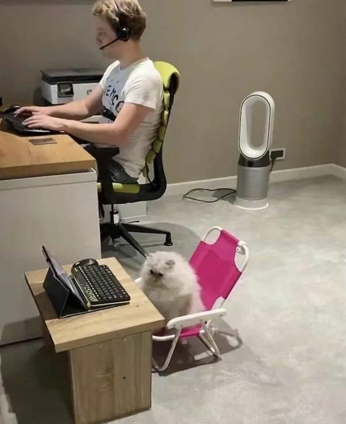 36 Funny And Furry Pics Of Cats Who Aren’t Afraid Of A Hard Day’s Work