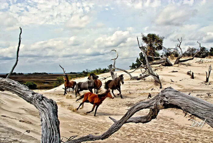 Cumberland Island National Seashore, Georgia