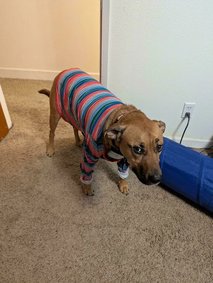 Won't Leave Her Leg Bandage Alone. Escaped Two Cones. Vet Suggested Putting An Old Shirt On Her. Maximum Pout