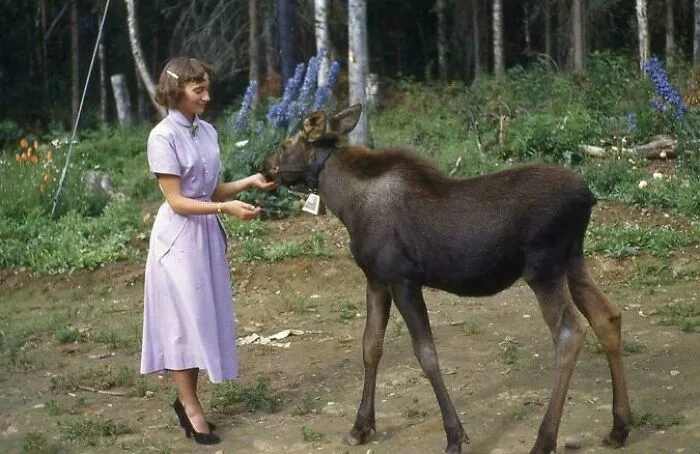 My Mom As A Teenager With A Moose Calf In Alaska, 1952