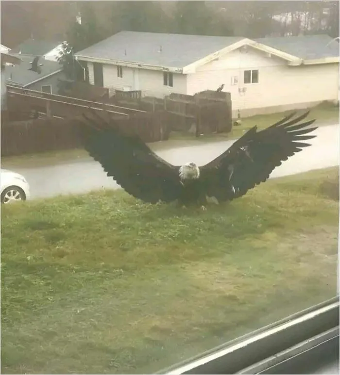 Of An Eagle
