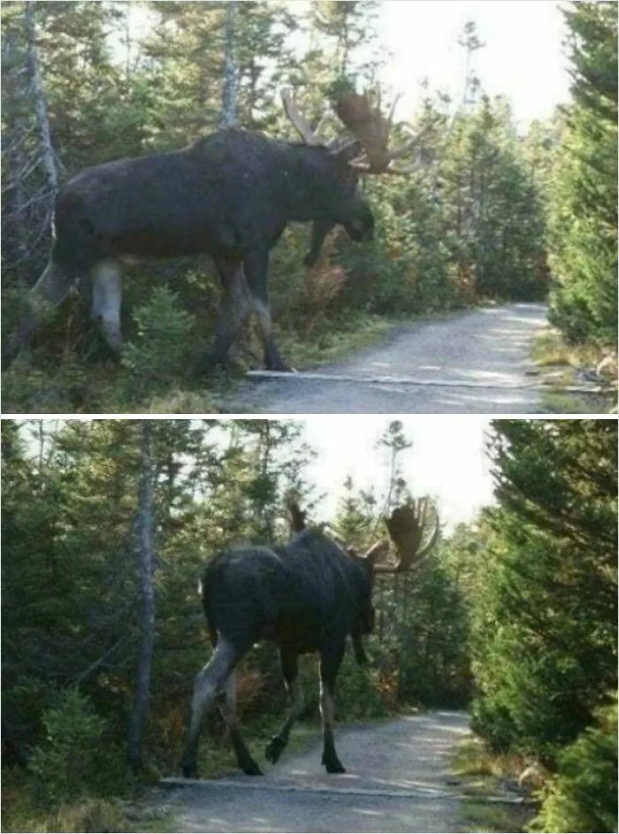 Of A Moose