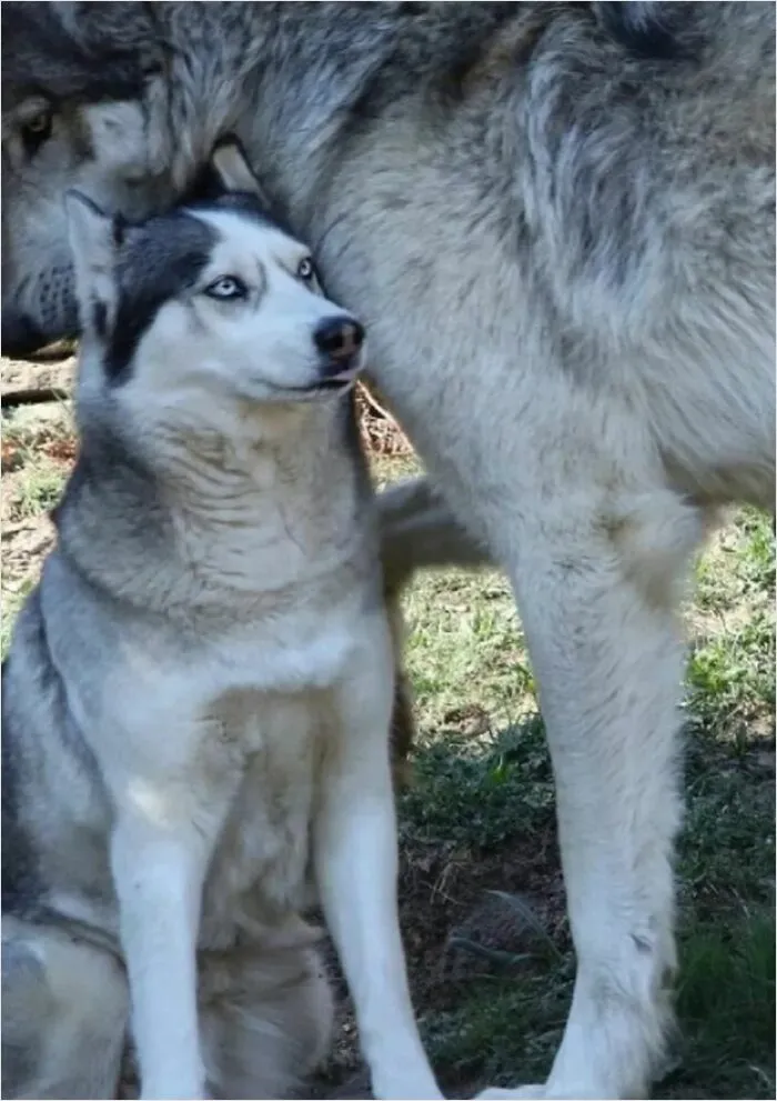 Of A Husky Next To A Wolf