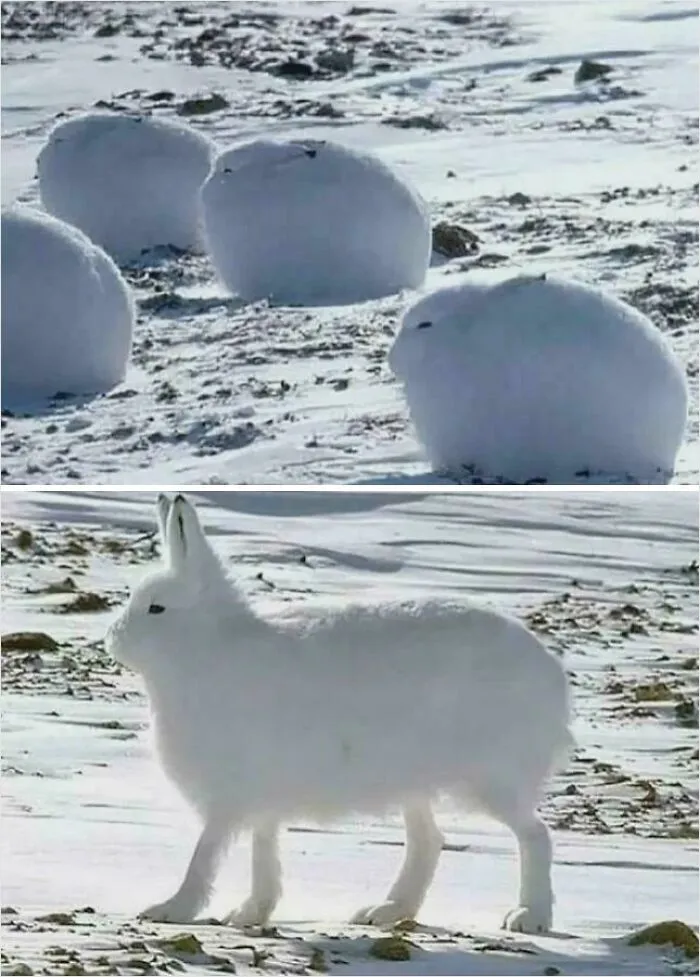 Of A Arctic Hares