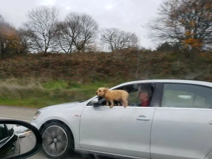 This Guy Doing 65mph+ On A Highway With His Tiny Dog Hanging Out The Window. What The Actual