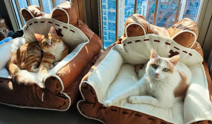 My Boss Bought Couches For Every Cat In The Company😂