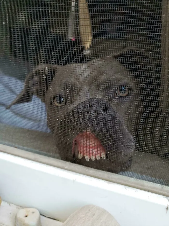 How Angel Likes To Greet People At The Window