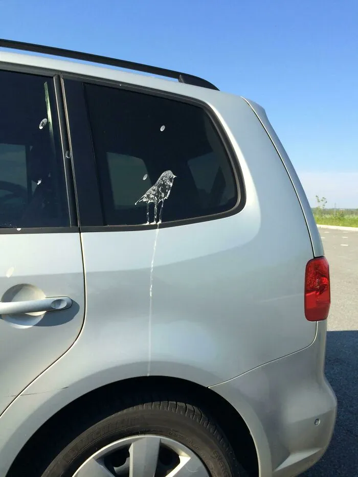 Birdpoop Masterpiece At The Parking Lot
