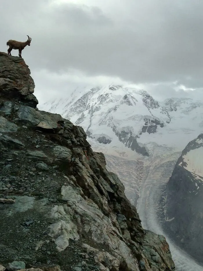 Foto de una cabra mirando majestuosamente a los Alpes suizos