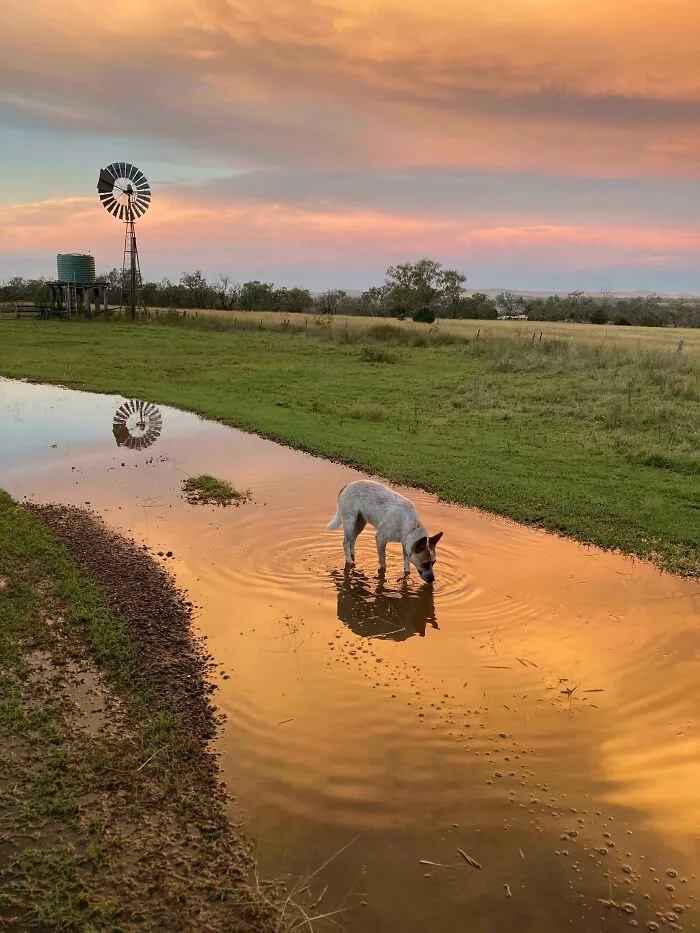 Estoy muy orgulloso de esta foto que tomé de mi perro y nuestra propiedad después de demasiada lluvia en un período de cuatro días.