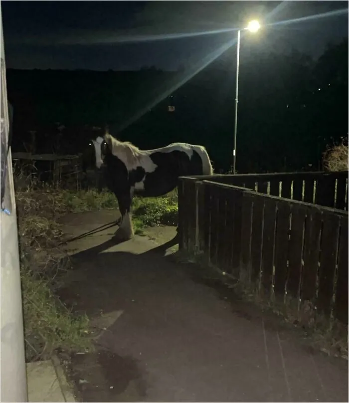 Neighbours Horse Got Out Again, Nearly Sh*t Myself!