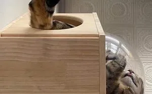 50 Cute And Funny Pics Of People Who Treat Their Animals Like VIPs