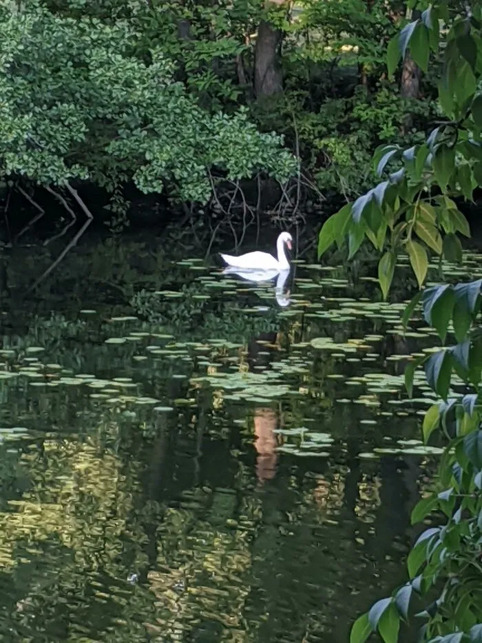 A Picture I Took Of A Swan Accidentally Came Out Like A Monet