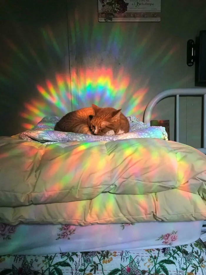Sun Lion
