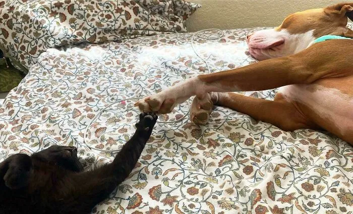 Kitty From The Streets Meets Her New Sister From The Shelter
