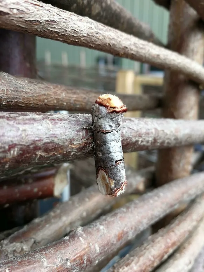 Polilla que parece madera