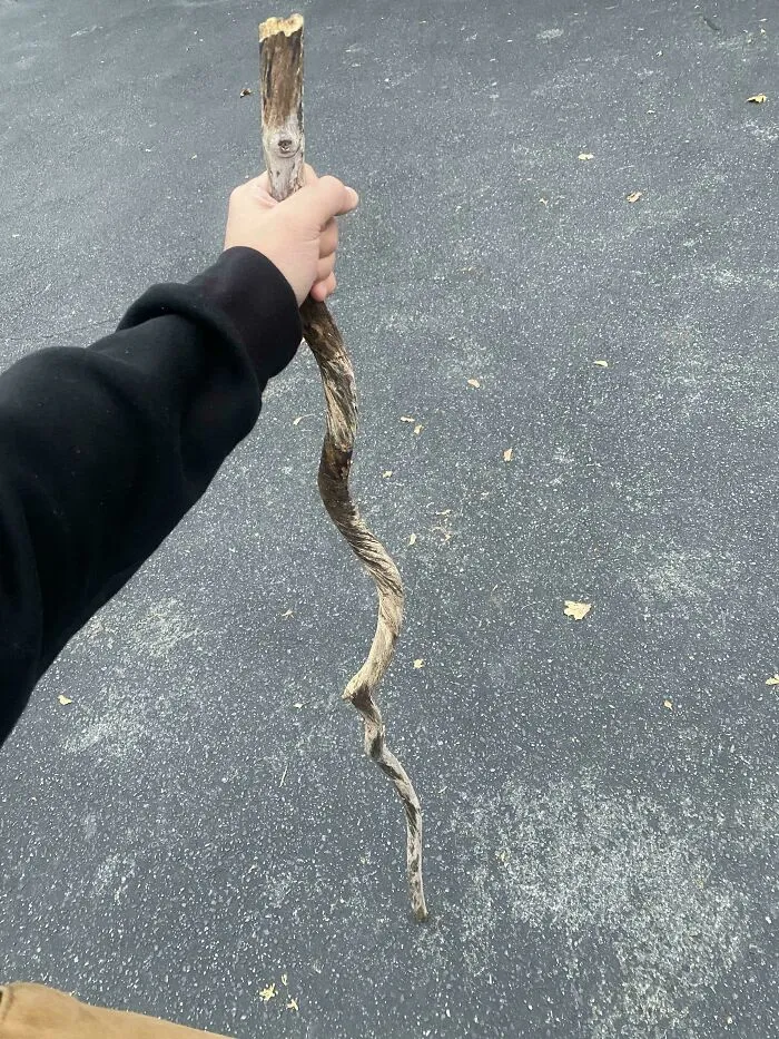 Found A Really Cool Stick Looks Like A Good Wizard Staff