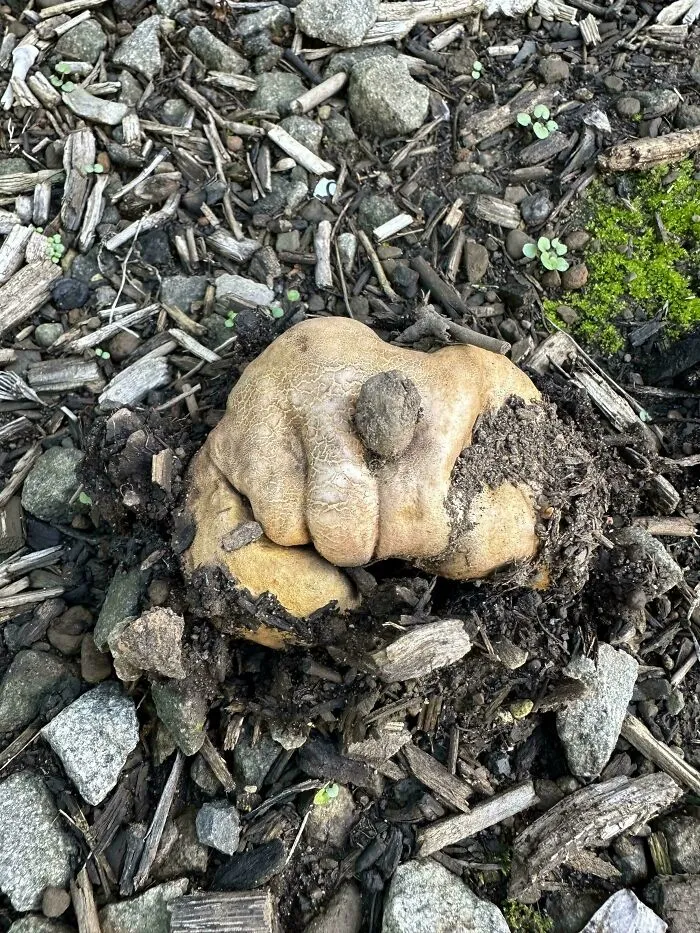 Hongo que parece un guante dando un puñetazo