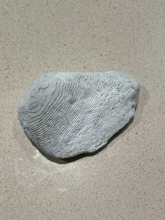 Encontré algo en la playa que parece un mapa topográfico de la vida real