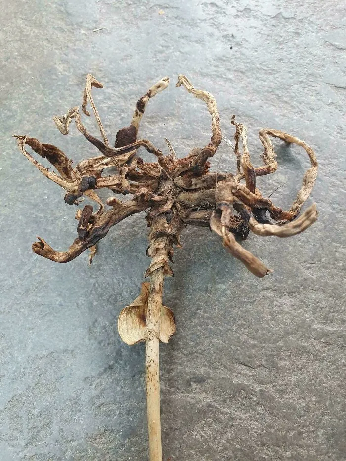 Pensé que las raíces de esta orquídea muerta se parecen a un Facehugger