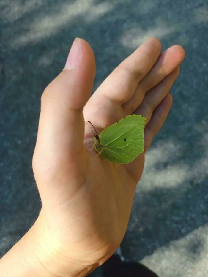 Mariposa que parece una hoja