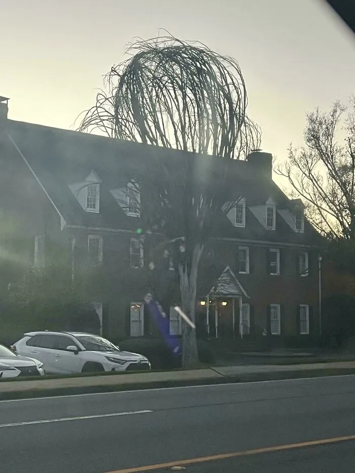 Este árbol que parece un batidor