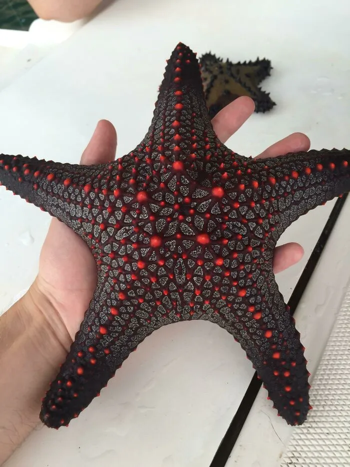 Estrella de mar negra con detalles rojos sorprendente, mostrando un toque de surrealismo en la naturaleza.