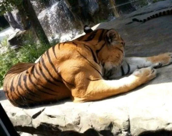 Los músculos de un tigre adulto