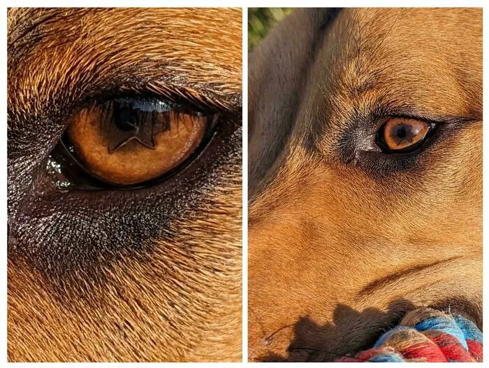 My Dogs Eye Is Star Shaped
