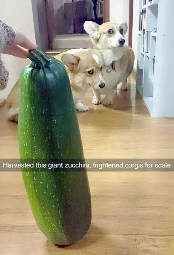 Of A Zucchini