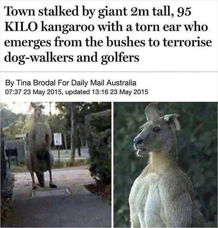 Of A Kangaroo