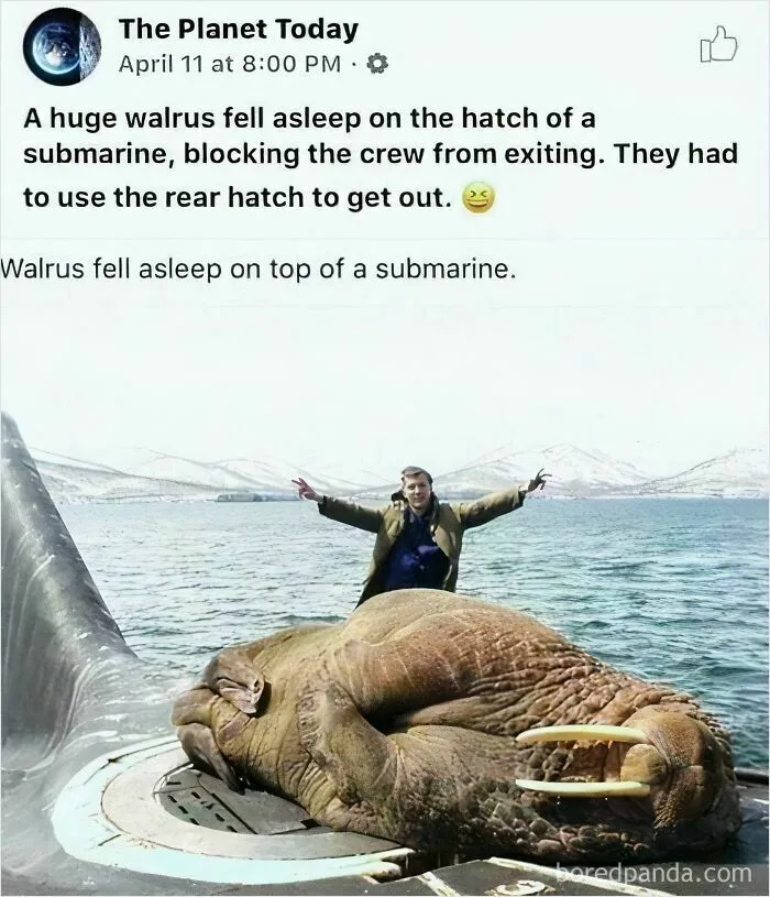 Of A Walrus
