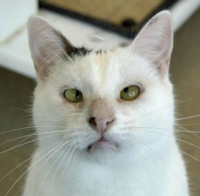 Jedo Has A Reduced Adoption Fee At The Shelter Where I Foster. He’s A Senior Gentlemen Doing His Best To Be Handsome