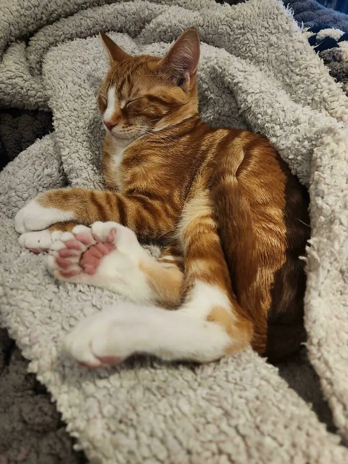 This Cat's Feet Are Units