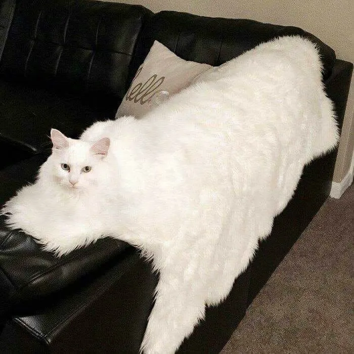 Just A Carpet, Nothing To See Here…