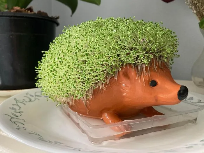 Bring A Little Prickly Personality To Your Desk Or Shelf With A <a Style="Display:inline;" Href="Https://Www.amazon.com/Chia-Cp438-01-Hedgehog-Decorative-Pottery/Dp/B07x8qyxfh?ie=utf8&th=1&linkcode=ll1&tag=bpbutterfly-20&linkid=9940930dfb0be8b3d065ed3ac3432579&language=en_us&ref_=as_li_ss_tl" Target="_blank"><span Style="Font: Inherit; Color: #d74b1f;"> Hedgehog Chia Pet </Span>, A Quirky And Charming Companion That's Sure To Delight And Entertain