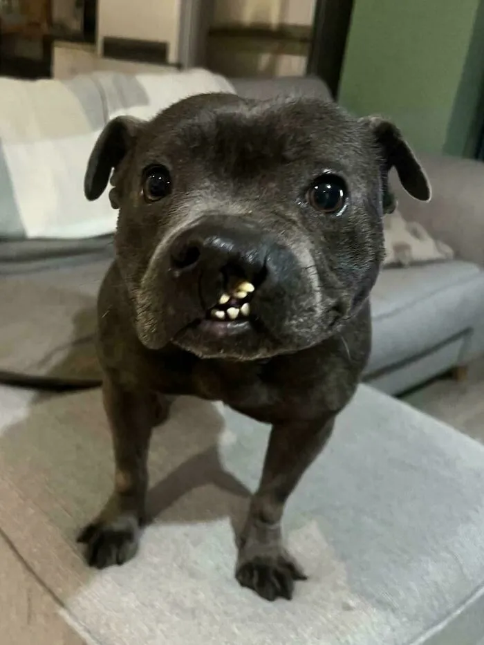 After 7 Years Chained Up Outside.. We've Given Her A Forever Home. She Has A Cleft Palate And Dwarfism, But She’s The Loveliest Girl