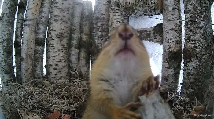 This Woman Photographs Her Daily Visitors With A Bird Camera, And The Variety Is Fascinating (46 New Pics)