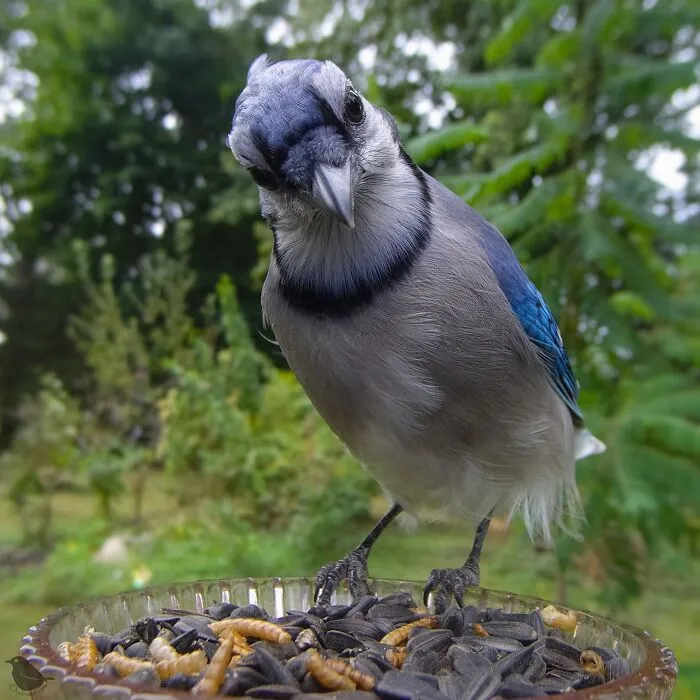 This Woman Photographs Her Daily Visitors With A Bird Camera, And The Variety Is Fascinating (46 New Pics)