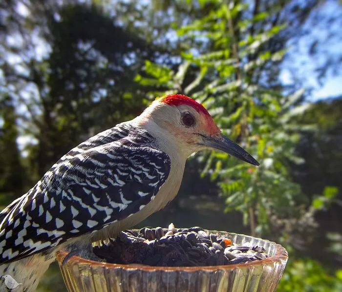This Woman Photographs Her Daily Visitors With A Bird Camera, And The Variety Is Fascinating (46 New Pics)
