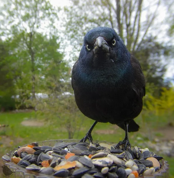 This Woman Photographs Her Daily Visitors With A Bird Camera, And The Variety Is Fascinating (46 New Pics)