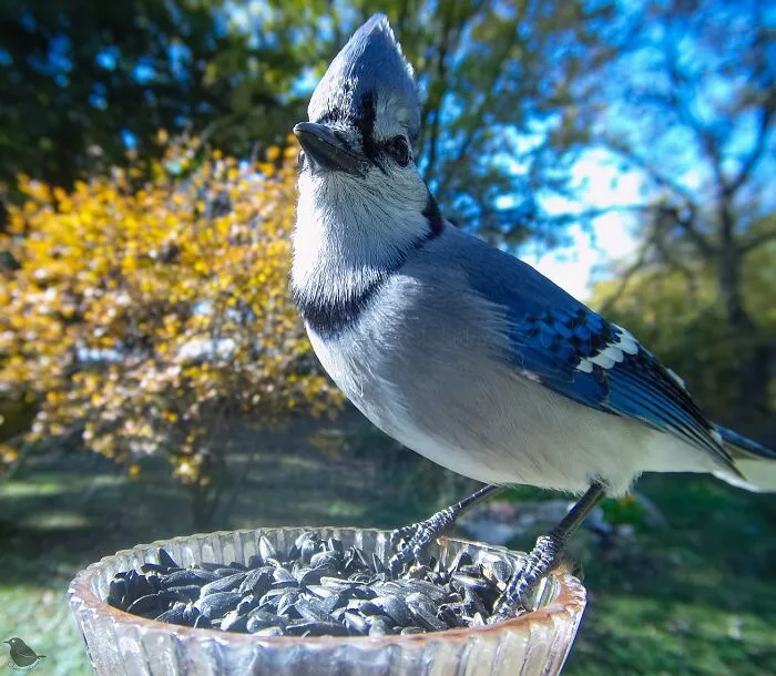 This Woman Photographs Her Daily Visitors With A Bird Camera, And The Variety Is Fascinating (46 New Pics)