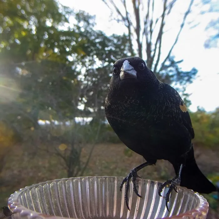 This Woman Photographs Her Daily Visitors With A Bird Camera, And The Variety Is Fascinating (46 New Pics)